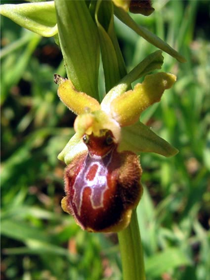 Or. papilionacea, Op. tenthredinifera, Op. sphegodes .......